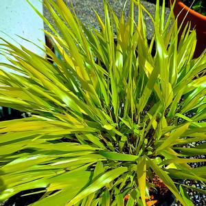 Bilde av Hakonechloa macra 'All Gold' - Hakonegress