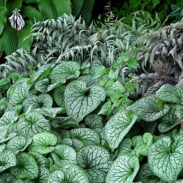 Brunnera macrophylla 'Alexander's Great' - Forglemmegeisøster