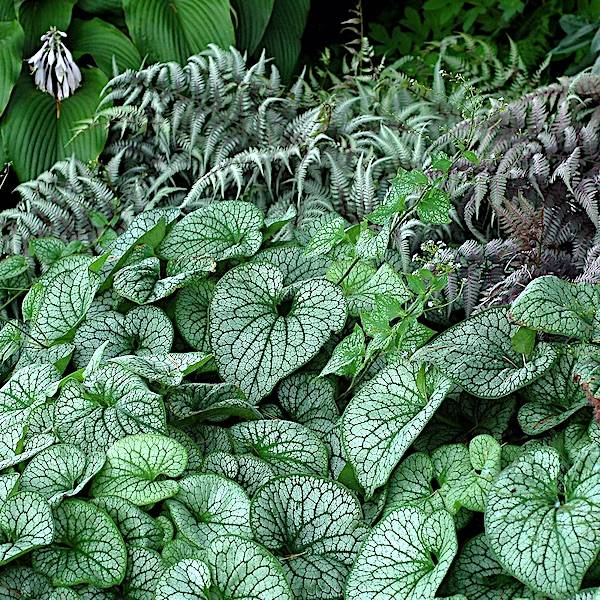 Brunnera macrophylla 'Alexander's Great' - Forglemmegeisster