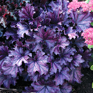 Bilde av Heuchera 'Forever Purple' - Alunrot