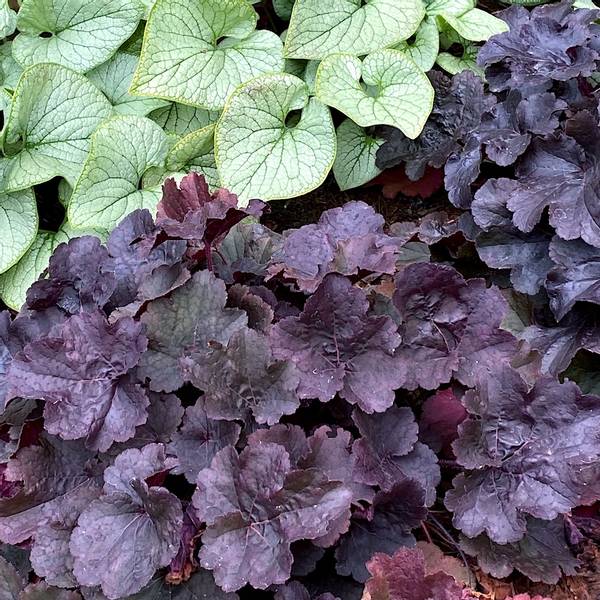 Heuchera 'Northern Exposure Black' - Alunrot